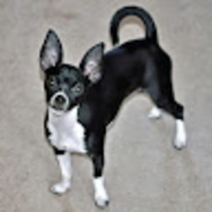 Meet your Posher, Brent